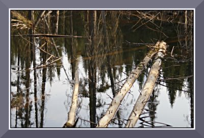 Spring Reflections