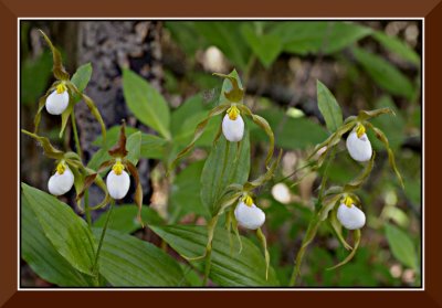 A Whole Buncha Ladyslippers!