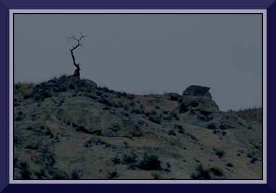 Twighlight on Rattlesnake Hill #2