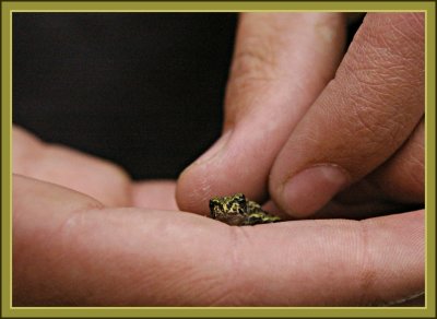 A Little Tree Frog