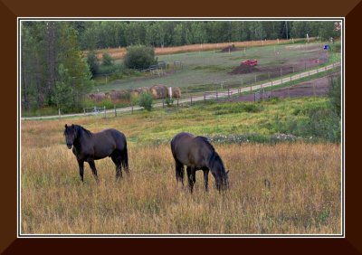 Horses in Field, Salmon Valley
