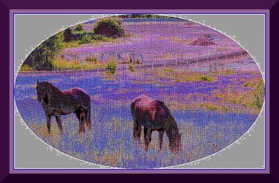 horsies