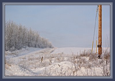 Windbreak, Vanderhoof