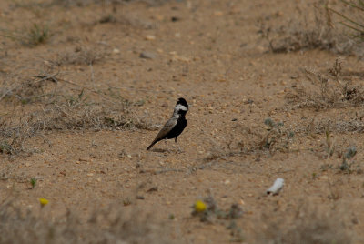 Black-crowned Finch Lark (Eremopterix nigriceps)