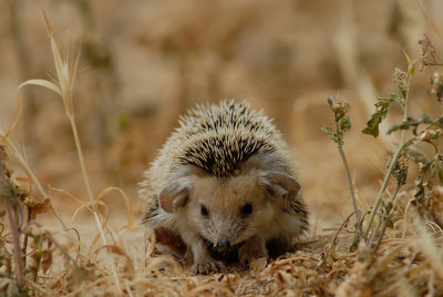 Long-eared Hedgehog