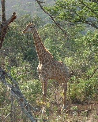 Giraffe-SA.jpg