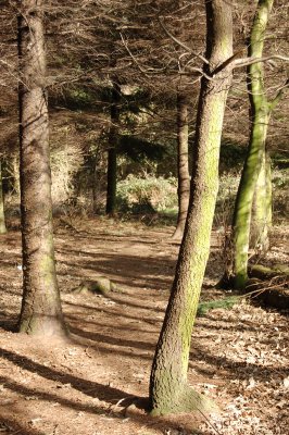 Trees-elmhirst.jpg