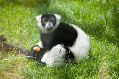 bw-lemur.jpg