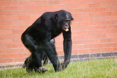 chimpanzee.jpg