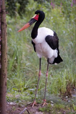 crane-or-stork.jpg