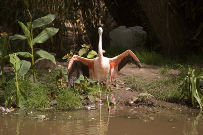 flamingo.jpg
