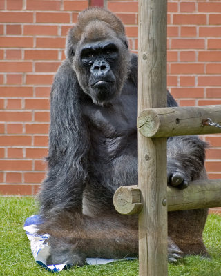 gorilla.jpg