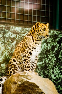leopard.jpg