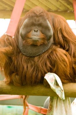 orangutan.jpg