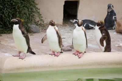 penguins.jpg