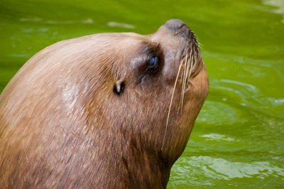 sealion.jpg