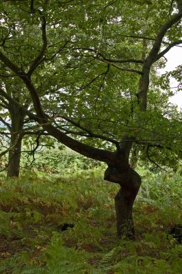 cannock chase tree 2_edited-1.jpg