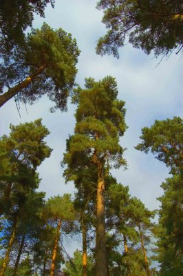 cannock chase trees pb.jpg