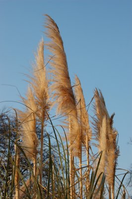 grasses beacon park.jpg
