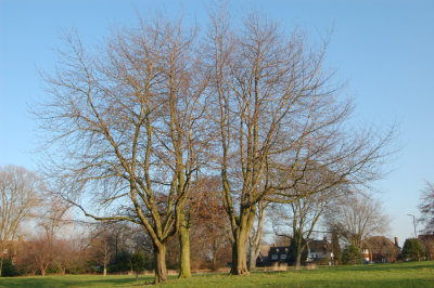 trees festival gdns.jpg