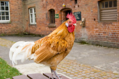 Chicken!.jpg