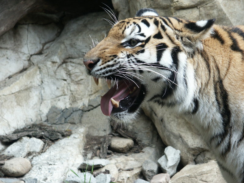 PICT0053.JPG