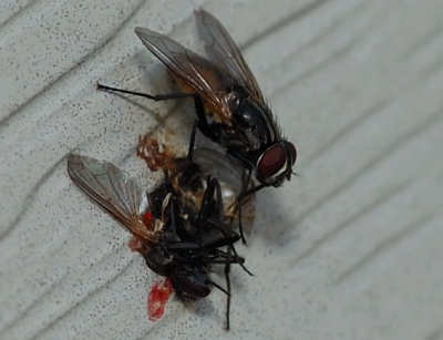 fly_mugging.jpg