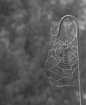 cobweb.jpg