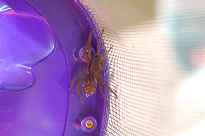 spider_with_babies.jpg