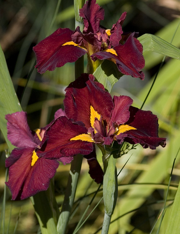 Swamp Iris