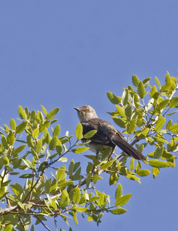 Mockingbird in Oak