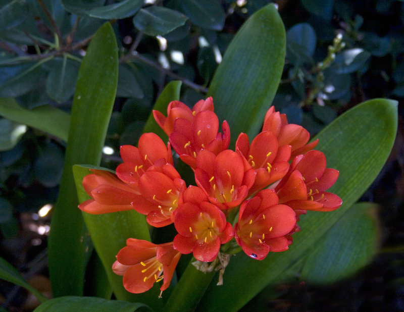 Red-orange Clivia miniata