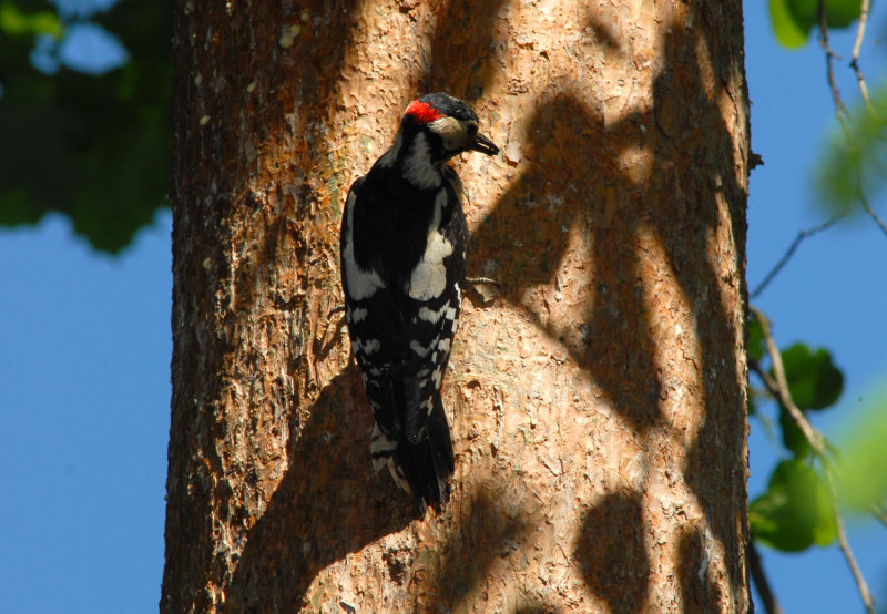 Great Spotted Woodpecker