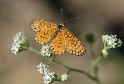 Dymasia dymas