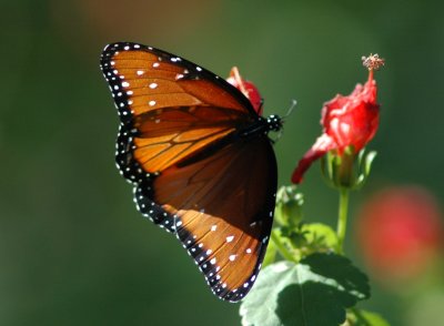Queen Butterfly (Danaus gillipus)