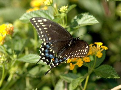 American Black Swallowtail (Papilio polyxenes)