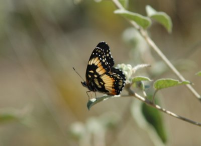 Scudder's Patch