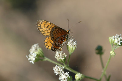 Dymasia dymas