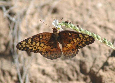 Varieagated Fritillary (Eupoieta claudia)
