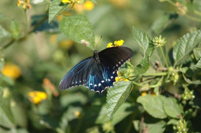 Pipe Vine Swallowtail (Battus philenor)