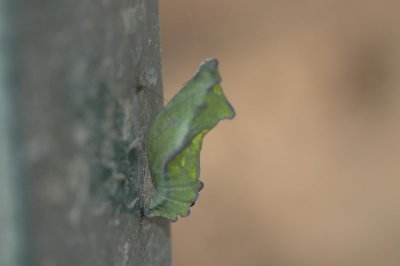 Pipe Vine Swallowtail Chrysalis