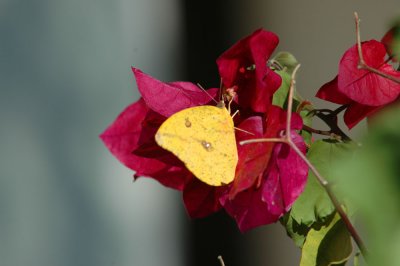 Large Orange Sulphur (Phoebis agarithe)
