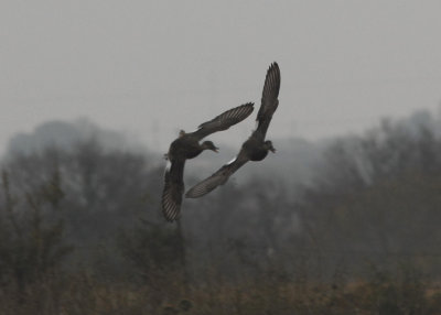 Gadwall taking Evasive action