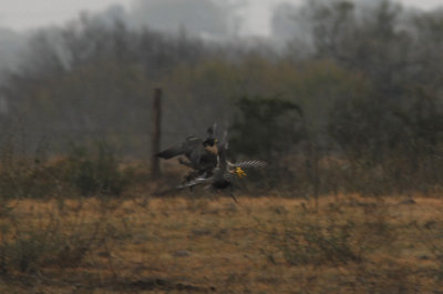 Peregrine hits the second duck