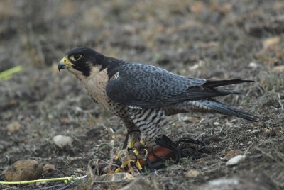 Tired peregrine came down to the lure.