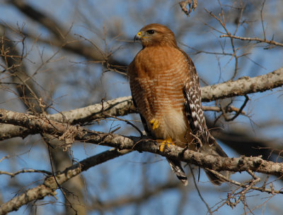 Adult Red Shouldered Hawk