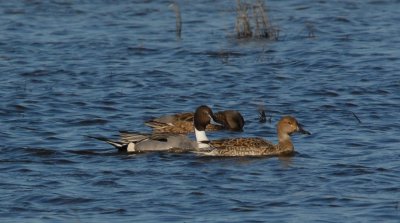 Northern Pintail