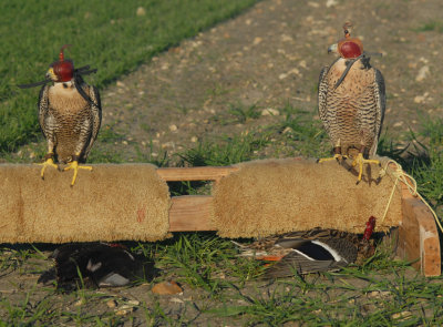 Walter and Sandia with Ducks