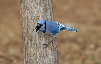 Blue Jay on the side of a Tree