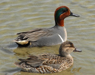 Male and female Green winged Teal